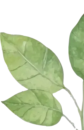 leaf
